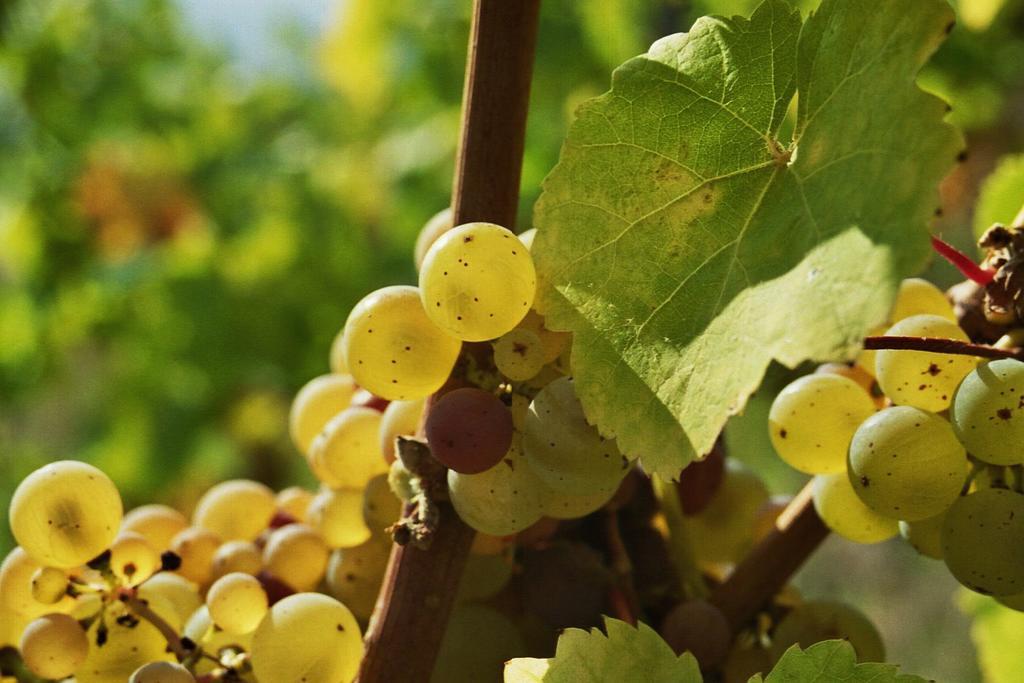 Weingut Caspari, Familie Eggert Traben-Trarbach Eksteriør billede